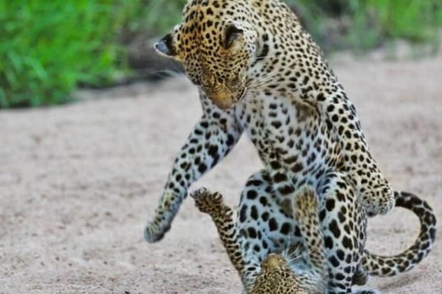 60 से 65 पैंथरों का है ये घर 60 से 65 पैंथरों का है ये घर