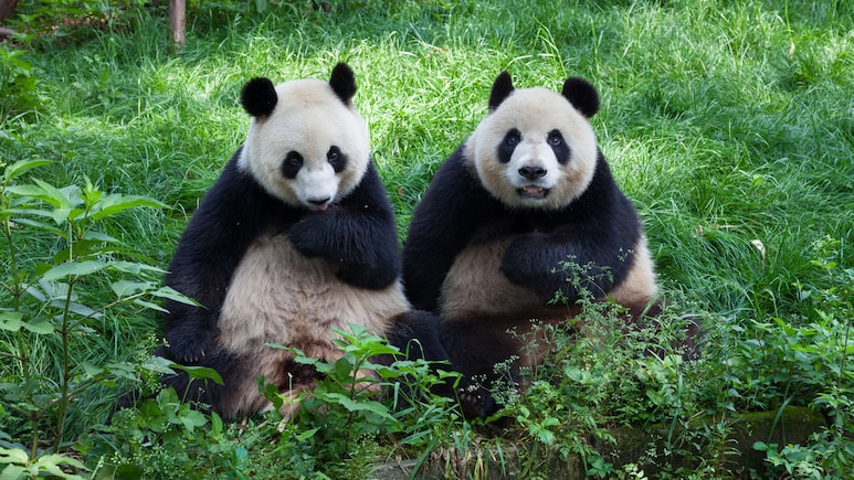 Two Men Arrested In China For Spreading False Panda Mating Claims