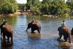 Tech With TG: Using AI To Mitigate Human-Wildlife Conflict Tech With TG: Using AI To Mitigate Human-Wildlife Conflict