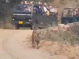 जंगल में शाही अंदाज़ में घूमता दिखा बाघ, अद्भुत नज़ारा देख मंत्रमुग्ध हुए पर्यटक, जंगल सफारी का खूबसूरत Video वायरल जंगल में शाही अंदाज़ में घूमता दिखा बाघ, अद्भुत नज़ारा देख मंत्रमुग्ध हुए पर्यटक, जंगल सफारी का खूबसूरत Video वायरल