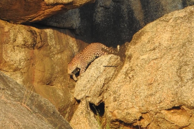 पैंथर सफारी पैंथर सफारी