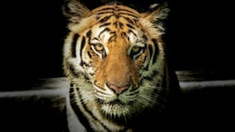 Ranthambore National Park: 'इलाके की जंग' में मौत के मुंह में समां रहे रणथम्भौर के बाघ, पिछले 2 साल में 16 बाघों की हुई मौत&nbsp;