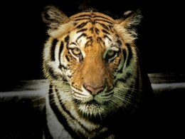 Ranthambore National Park: 'इलाके की जंग' में मौत के मुंह में समां रहे रणथम्भौर के बाघ, पिछले 2 साल में 16 बाघों की हुई मौत  Ranthambore National Park: 'इलाके की जंग' में मौत के मुंह में समां रहे रणथम्भौर के बाघ, पिछले 2 साल में 16 बाघों की हुई मौत