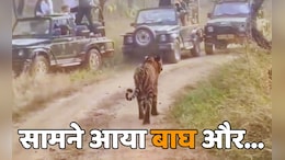 'जंगल के राजा' को देखकर पर्यटकों के छूटे पसीने, देखिए अचानक आया सामने तो क्या हुआ?