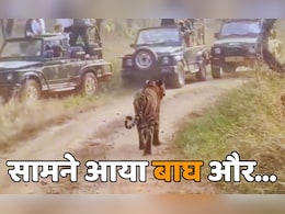 'जंगल के राजा' को देखकर पर्यटकों के छूटे पसीने, देखिए अचानक आया सामने तो क्या हुआ? 'जंगल के राजा' को देखकर पर्यटकों के छूटे पसीने, देखिए अचानक आया सामने तो क्या हुआ?