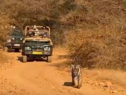 रणथंभौर में टाइगर सफारी का  लुत्फ उठाने पहुंची प्रियंका गांधी, बाधिन रिद्धि और बेटी माही की अठखेलियों का लिया आनंद