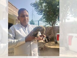 Rajasthan: मां से बिछड़ गया पैंथर शावक, 10 दिन से इंसान के बच्चे की तरह पाल रहा वन विभाग Rajasthan: मां से बिछड़ गया पैंथर शावक, 10 दिन से इंसान के बच्चे की तरह पाल रहा वन विभाग