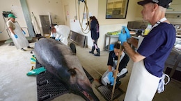 New Zealand Scientists Dissect World's Rarest Spade-Toothed Whale