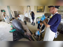 New Zealand Scientists Dissect World's Rarest Spade-Toothed Whale New Zealand Scientists Dissect World's Rarest Spade-Toothed Whale