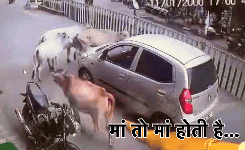 Viral Video: कार के नीचे आ गया बछड़ा, गौवंशों ने घेर लिया कार, वायरल हो रहा दिल छू लेने वाला वीडियो