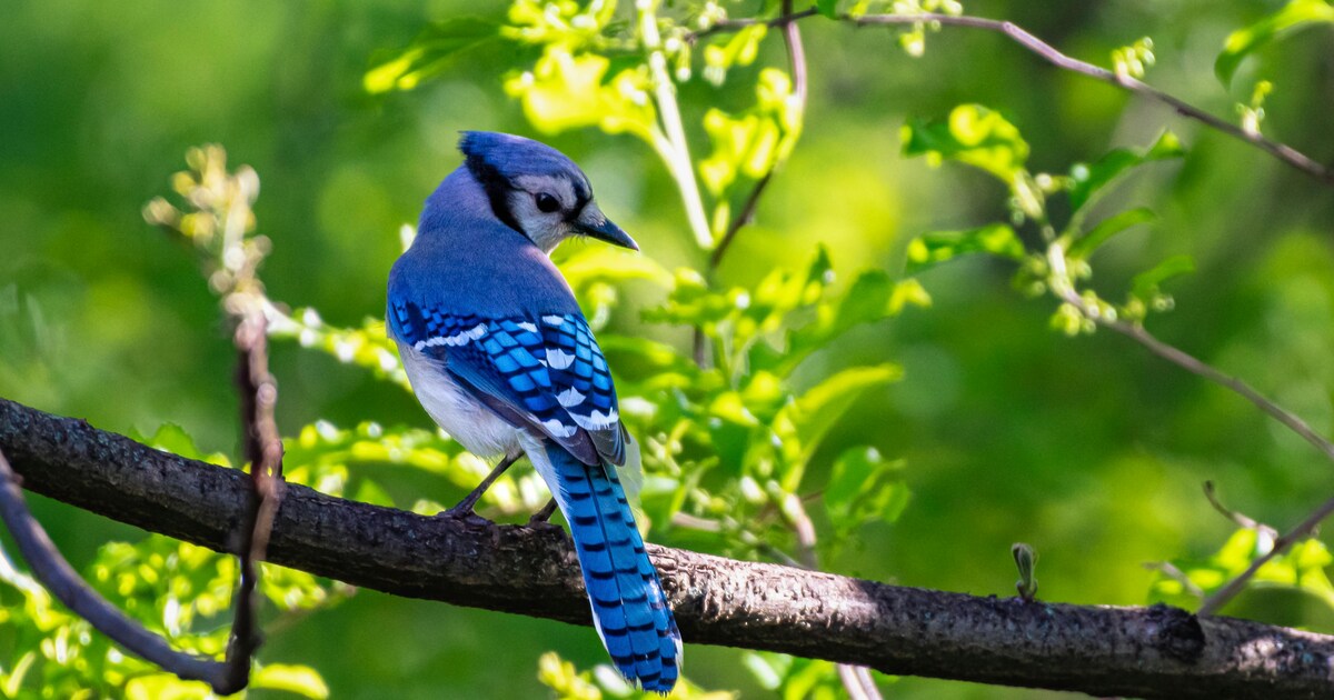 Amazing Facts About Blue Jay