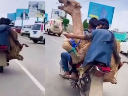 हे भगवान! इस हकीकत को देख AI के भी छूटे पसीने, ऊंट को करवाई बाइक की सवारी हे भगवान! इस हकीकत को देख AI के भी छूटे पसीने, ऊंट को करवाई बाइक की सवारी