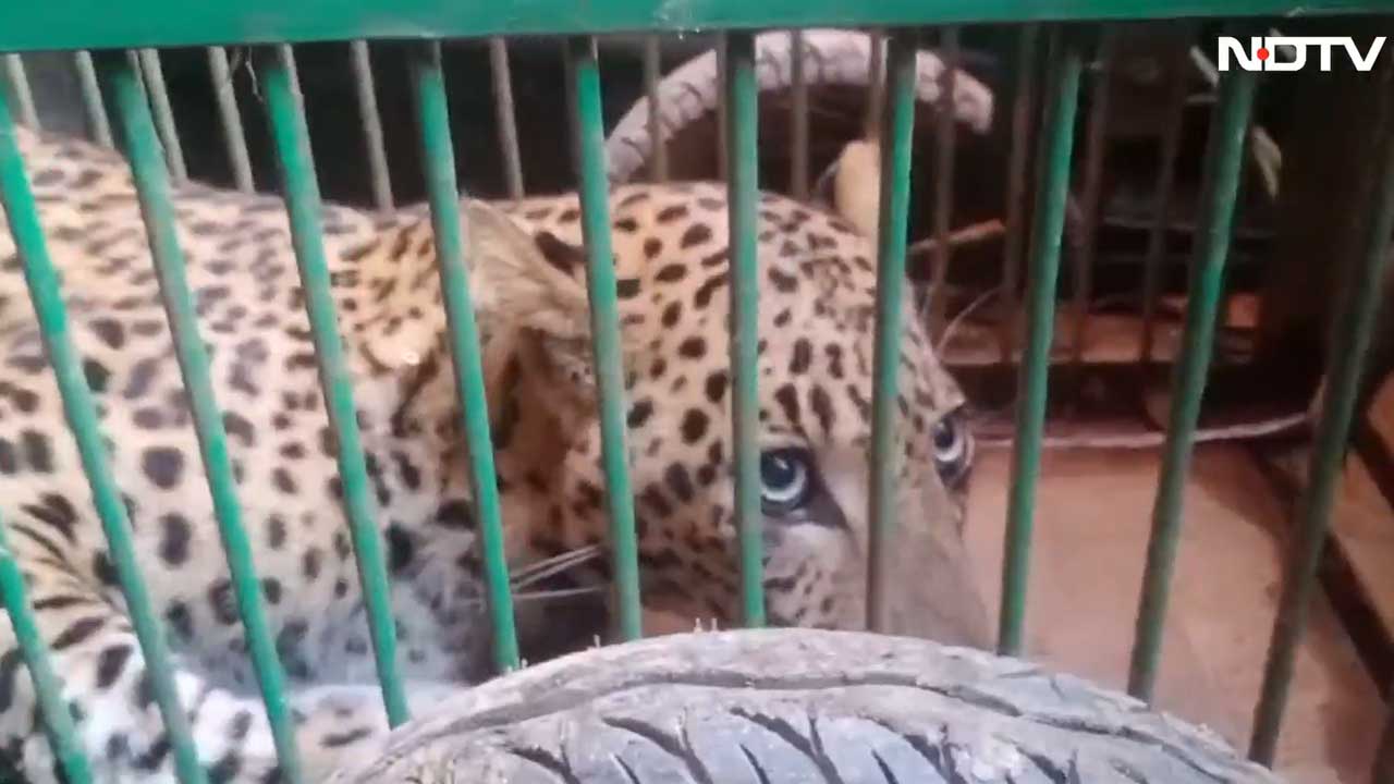 Panic As Leopard Enters Ashram In Haridwar, Rescued After 7 Hours