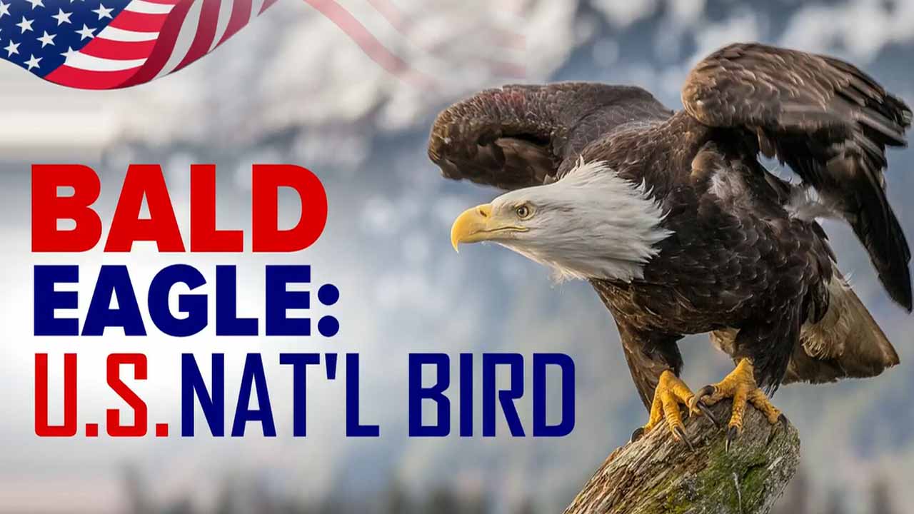 Bald Eagle Declared National Bird Of US