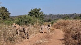 World Cheetah Day : कुनो में अब आप भी कर सकेंगे&nbsp;अग्नि और वायु का दीदार, खुले में भरेंंगे रफ्तार