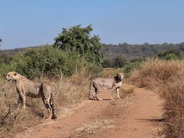 World Cheetah Day : कुनो में अब आप भी कर सकेंगे अग्नि और वायु का दीदार, खुले में भरेंंगे रफ्तार