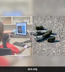Student's Science Project With Bird Poop Leads To Discovery Of ...
