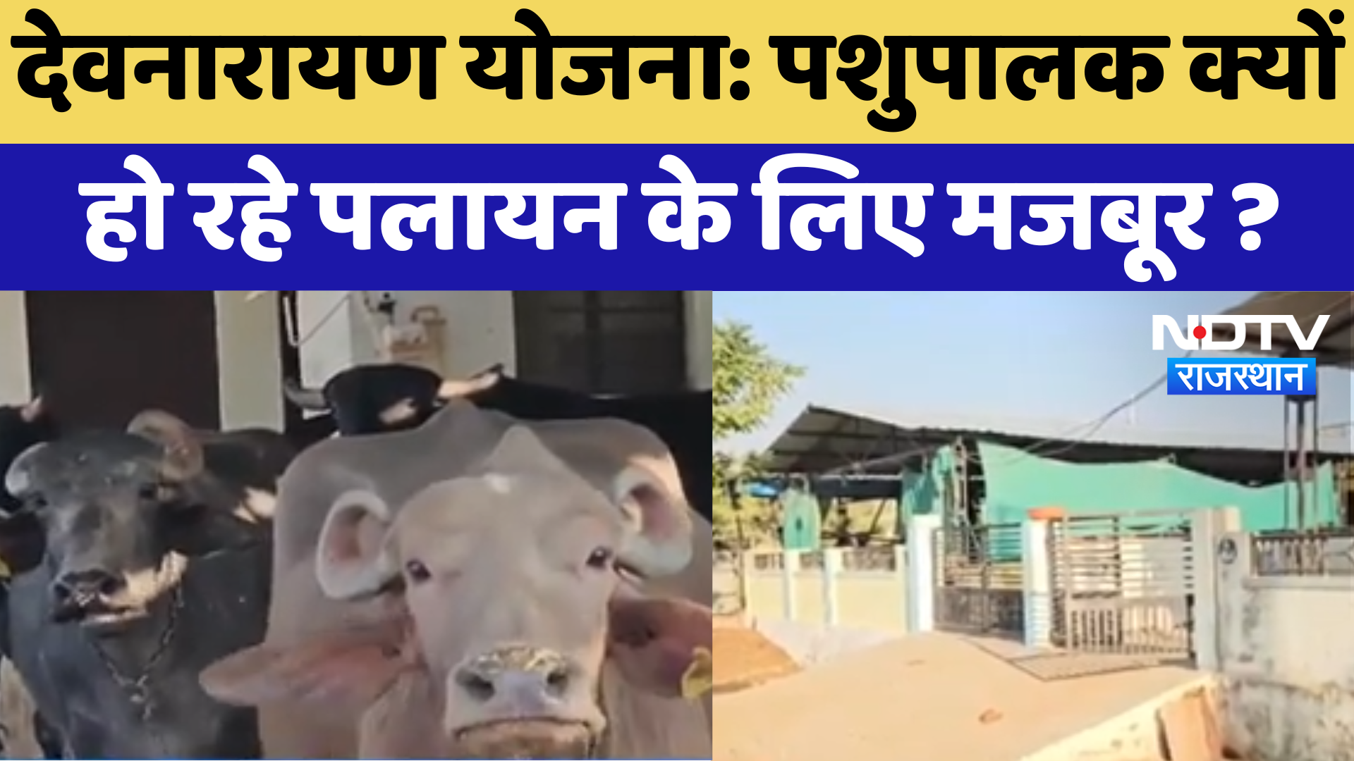 Kota News: Devnarayan Yojana , पशुपालक क्यों हो रहे हैं पलायन के लिए मजबूर ?