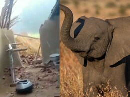 Balrampur: हाथी के आतंक से दहशत में ग्रामीण, 3 मकान को तोड़ा, दीवार गिरने से एक युवक घायल Balrampur: हाथी के आतंक से दहशत में ग्रामीण, 3 मकान को तोड़ा, दीवार गिरने से एक युवक घायल