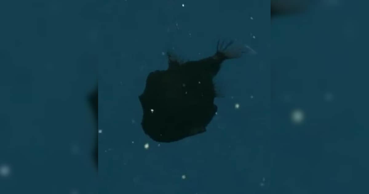 Rare Fish That Absorbs Light, Floats Like A Shadow