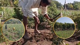 नीमच में कमाल का बुजुर्ग किसान! 5 बीघा जमीन पर किस सब्जी से कमा रहें हैं 15 लाख सालाना?
