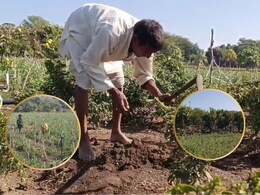 नीमच में कमाल का बुजुर्ग किसान! 5 बीघा जमीन पर किस सब्जी से कमा रहें हैं 15 लाख सालाना?