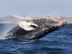 Humpback Whale Sets New Record With 13,000km Journey From South America To Africa