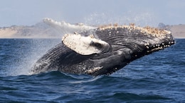 Whales Sing When They've Had A Good Meal: Research