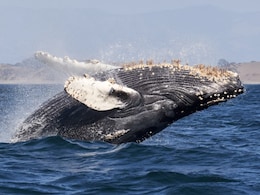 Humpback Whale Sets New Record With 13,000km Journey From South America To Africa Humpback Whale Sets New Record With 13,000km Journey From South America To Africa