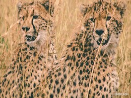 International Cheetah Day 2024: All About The Fastest Land Animals International Cheetah Day 2024: All About The Fastest Land Animals