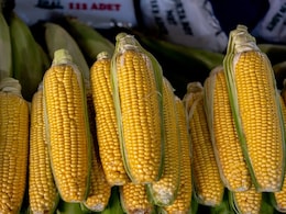 Is Corn Good Or Bad For Diabetes? Expert Reveals Facts Is Corn Good Or Bad For Diabetes? Expert Reveals Facts