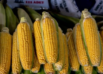 Is Corn Good Or Bad For Diabetes? Expert Reveals Facts