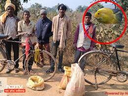 Satna : मछली की आड़ में तस्करी ! साइकिल से बोरियों में लेकर जा रहे थे ये चीज, अरेस्ट