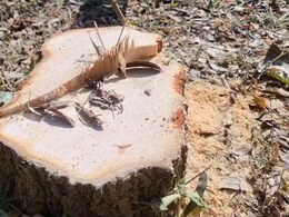 Sandal Tree Theft: अंबिकापुर वनमंडल कार्यालय में लगे 3 चंदन के पेड़ काटकर चोर ले गए, जांच में जुटे अधिकारी