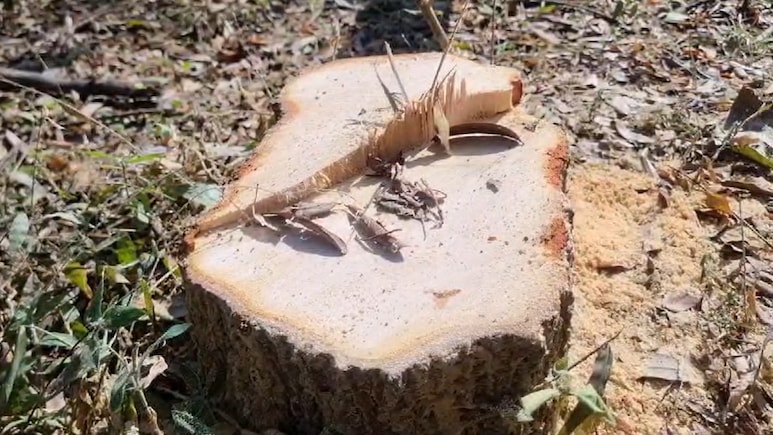 Sandal Tree Theft: अंबिकापुर वनमंडल कार्यालय में लगे 3 चंदन के पेड़ काटकर चोर ले गए, जांच में जुटे अधिकारी