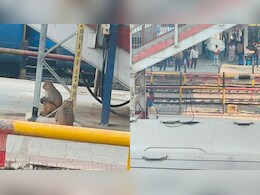 Fight Between Monkeys Halts Trains In Bihar's Samastipur