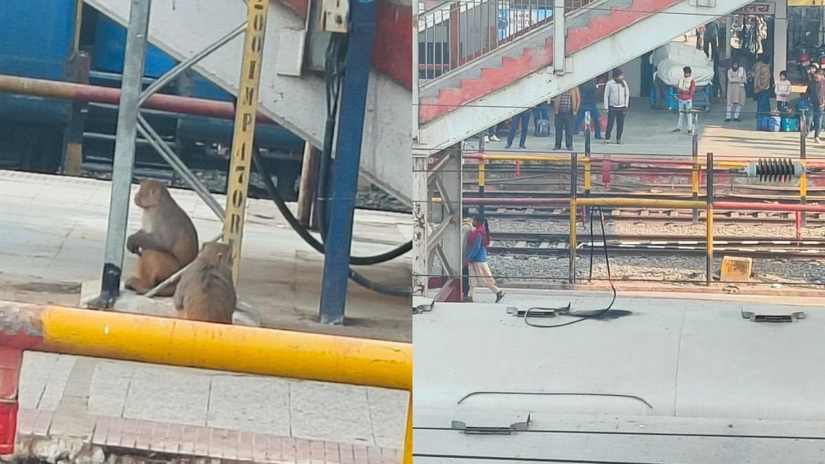 Fight Between Monkeys Halts Trains In Bihar\'s Samastipur