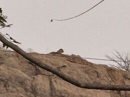 Sawaimadhopur: खण्डार रोड़ के समीप पहाड़ी पर दिखा बाघ, दहशत में आए लोग