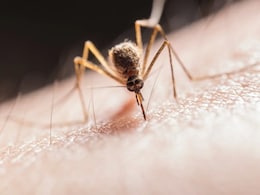 Chennai Boosts Dengue Prevention Measures Amid Rise In Cases Chennai Boosts Dengue Prevention Measures Amid Rise In Cases