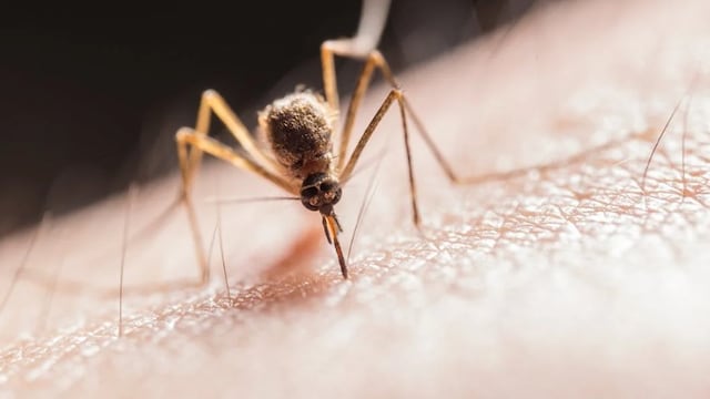 Dengue symptoms usually last for 2-7 days
