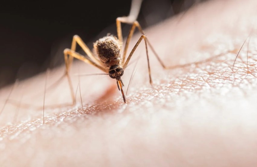 Dengue symptoms usually last for 2-7 days