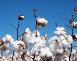 Govt Extends Duty-Free Cotton Imports Till Year-End: How This Benefits MSMEs