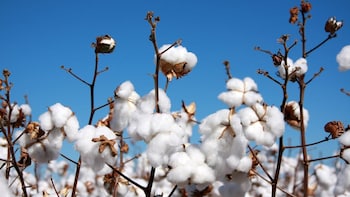 Cotton Import Duty Exemption Extended Till Dec. 31: How This Benefits MSMEs, Textile Sector