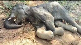 Elephant Death :&nbsp;इंसानी क्रूरता से हार गया 'नन्हा हाथी',&nbsp;पोटाश बम के विस्फोट से आई थी गंभीर चोटें