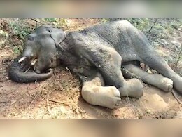 Elephant Death : इंसानी क्रूरता से हार गया 'नन्हा हाथी', पोटाश बम के विस्फोट से आई थी गंभीर चोटें