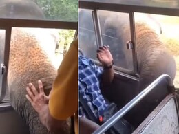 बस की विंडो सीट पर बैठकर एन्जॉय कर रहा था शख्स, तभी पीछे से हाथी ने आकर की ऐसी हरकत, जान बचाकर भागा शख्स, डरा देगा Video