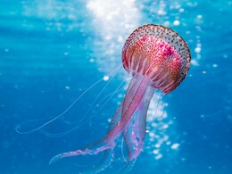 बिना दिल और दिमाग के जीते हैं ये 8 जीव, कुछ तो डायनासोर से भी हैं पहले के हैं, क्या आप जानते हैं नाम? बिना दिल और दिमाग के जीते हैं ये 8 जीव, कुछ तो डायनासोर से भी हैं पहले के हैं, क्या आप जानते हैं नाम?