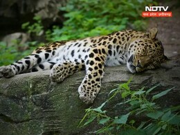 शिकारियों का खौ़फनाक खुलासा ! इस वजह से तेंदुए को मारा, शव को बांध में फेंका