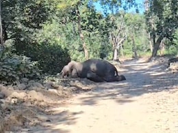 तीन दिन तक भागता रहा हाथी..., जंगल में बाघ और गजराज में मौत का खेल तीन दिन तक भागता रहा हाथी..., जंगल में बाघ और गजराज में मौत का खेल