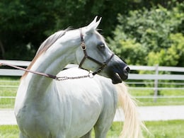 जब थकने लगे दिमाग और होने लगें डिप्रेस, तब घोड़े की इन क्वालिटीज को करें याद